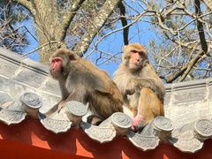 -黔灵山公园
