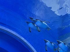 -西安曲江海洋极地公园