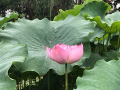 -陈家山荷花公园