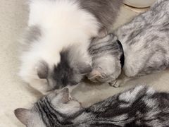 -共舞时光猫咖·狗咖(新街口店)