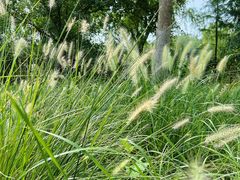 -昆山城市生态森林公园