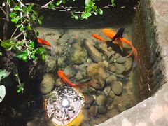 -三道苗苗鱼·美蛙黄辣丁(八里店)