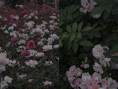 -尚贤河湿地