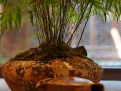 -叶叶菩提(太原别墅店)