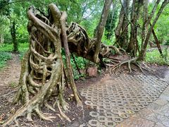 -中国科学院西双版纳热带植物园