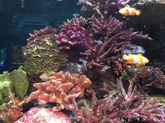 -暹罗海洋世界