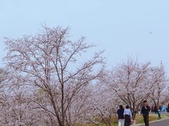 -羊山湖公园