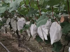 -马陆小张葡萄园农家乐