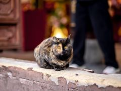 -龙华寺