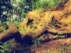 -神光山国家森林公园