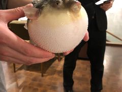 -肆月河豚·新淮扬(金融街店)