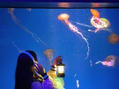 -海合安成都极地海洋公园