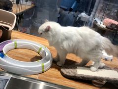 -狗道宠物(常熟印象城店)