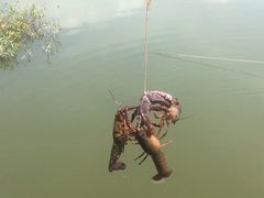 -同銮特种养殖场·龙虾垂钓