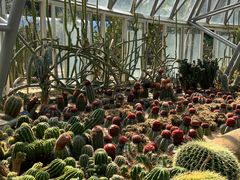 -深圳仙湖植物园