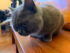 -李小姐の猫咖啡馆(五角场店)