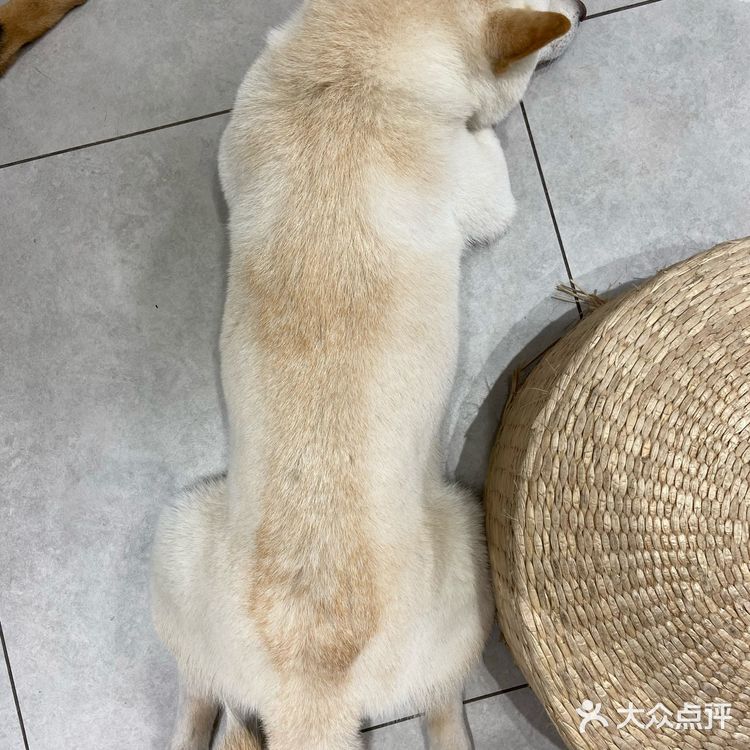没有这个狗子是不会理你的！狗子们也很辛苦
