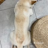 没有这个狗子是不会理你的!狗子们也很辛苦