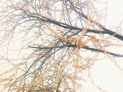 -桃花堤公园