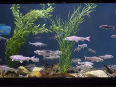 -瑞普利水族馆