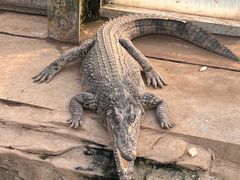 -石家庄市动物园