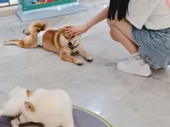 -柴犬小屋·柴餐厅·狗咖食堂(金鼎广场店)