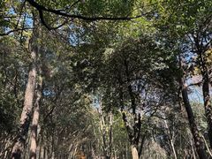 -杭州半山国家森林公园