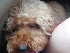 -华蓥山天意谷景区