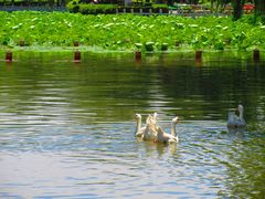 -莲花池公园