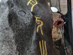 -紫鹊界梯田景区