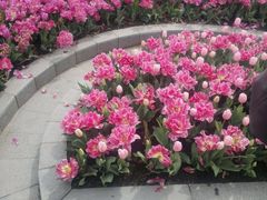 -上海鲜花港
