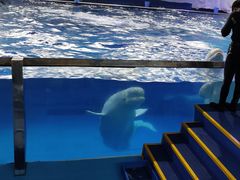 -秦皇岛乐岛海洋王国