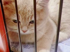 -1013 PET SHOP精品宠物商店(丁香店)