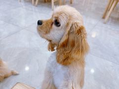 -柴犬小屋·柴餐厅·狗咖食堂(金鼎广场店)