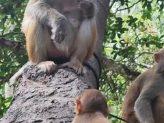 -南湾猴岛+椰田古寨一日游