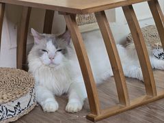 -楼上猫咖(罗湖店)