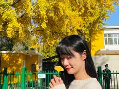 -三里屯东五街银杏大道