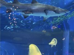 -顺德南宏海立方海洋公园