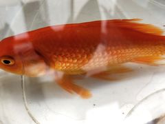 -桂林市花鸟市场