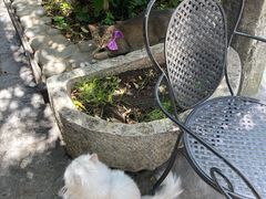 -喵屿·大理花园猫咖