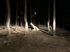 -清迈夜间动物园