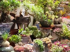-朝来春花卉市场