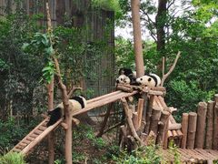 -成都大熊猫繁育研究基地