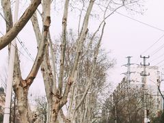 -菊花台公园