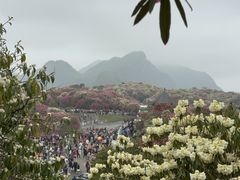 -贵州百里杜鹃风景名胜区