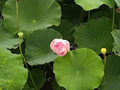 -荷塘月色湿地公园·向阳花洲