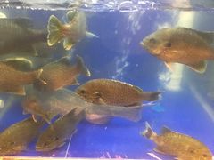 -老阿爸鲜鱼土菜(昆山花桥店)