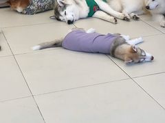 -怪兽屋·羊驼·猫咖·狗咖(俊华广场店)