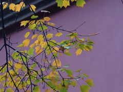 -大雁塔北广场音乐喷泉