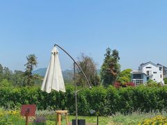 -龙坞茶村